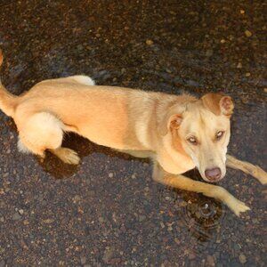 Meet your Posher! And her dog, Ruby